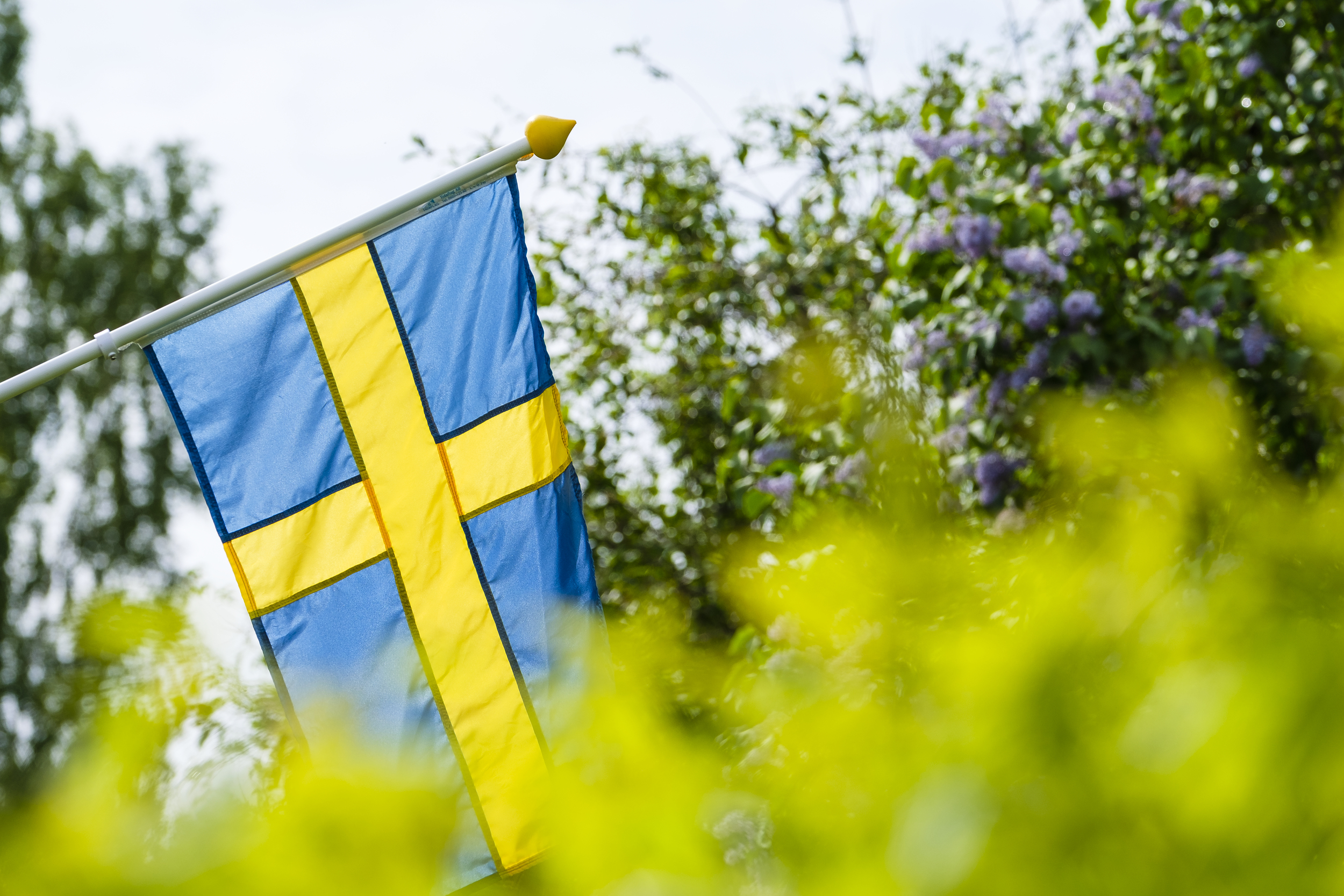 Svensk flagga i grönska